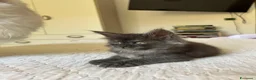 Maine Coon gatti in vendita: Maine Coon cucciolo pedigree ANFI - Annuncio 5