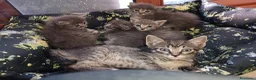 Certosino gatti in vendita: Gattini Svezzati e abituati alla lettiera  - Annuncio 4