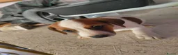 Jack Russell cani in vendita: Bellissimo cuccioli di Jack Russell terrier  a Provincia di Benevento - Annuncio 9