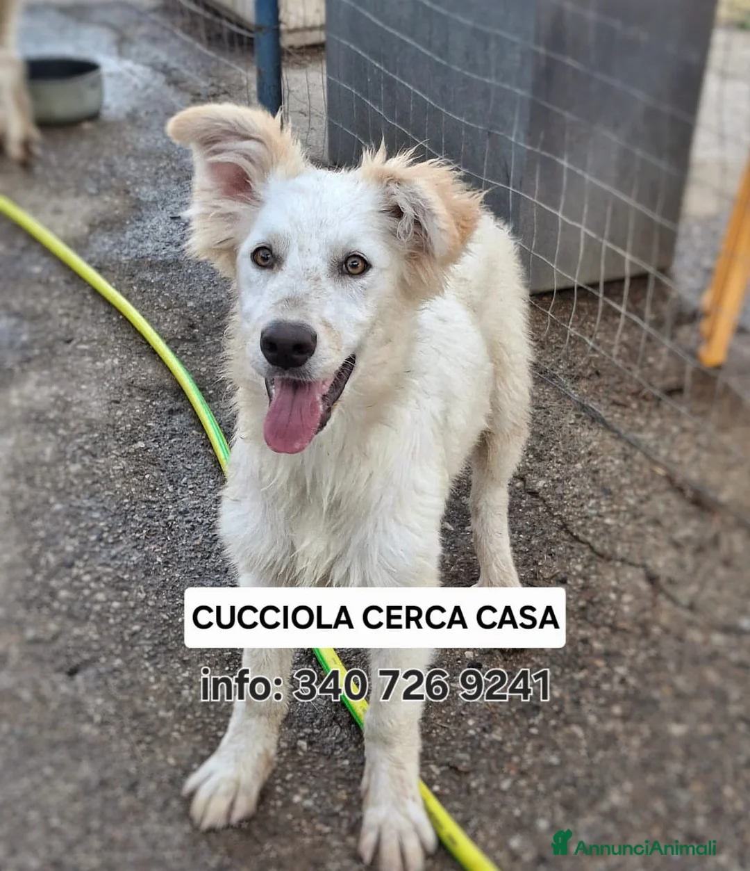 Meticcio cani in regalo: GAIA 🩷 impossibile guardarla senza sorridere - Annuncio 7