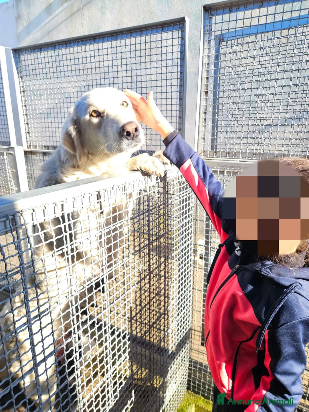 Meticcio cani in regalo: Sofia: docile, socievole, equilibrata - Annuncio 4