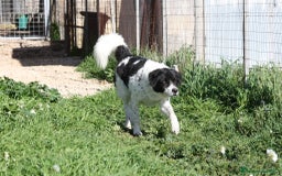 Meticcio cani in regalo: Panda dolce cagnolone in adozione  - Immagine 4