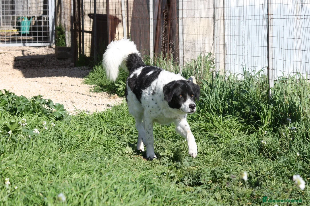 Meticcio cani in regalo: Panda dolce cagnolone in adozione  - Annuncio 4