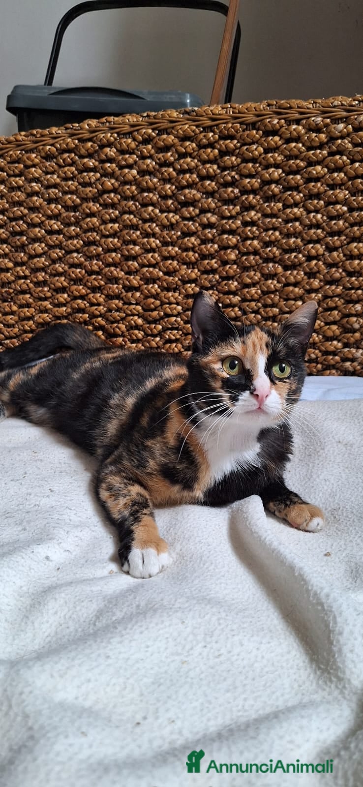 Europeo gatti 🐾 Aida, dolce gatta calico in cerca di casa 🐾 - Annuncio 15