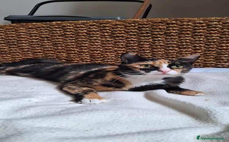 Europeo gatti - Annuncio 10