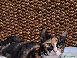 Europeo gatti 🐾 Aida, dolce gatta calico in cerca di casa 🐾 - Annuncio 8