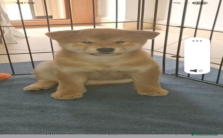 Shiba Inu cani Cuccioli di Shiba inu - Annuncio 1