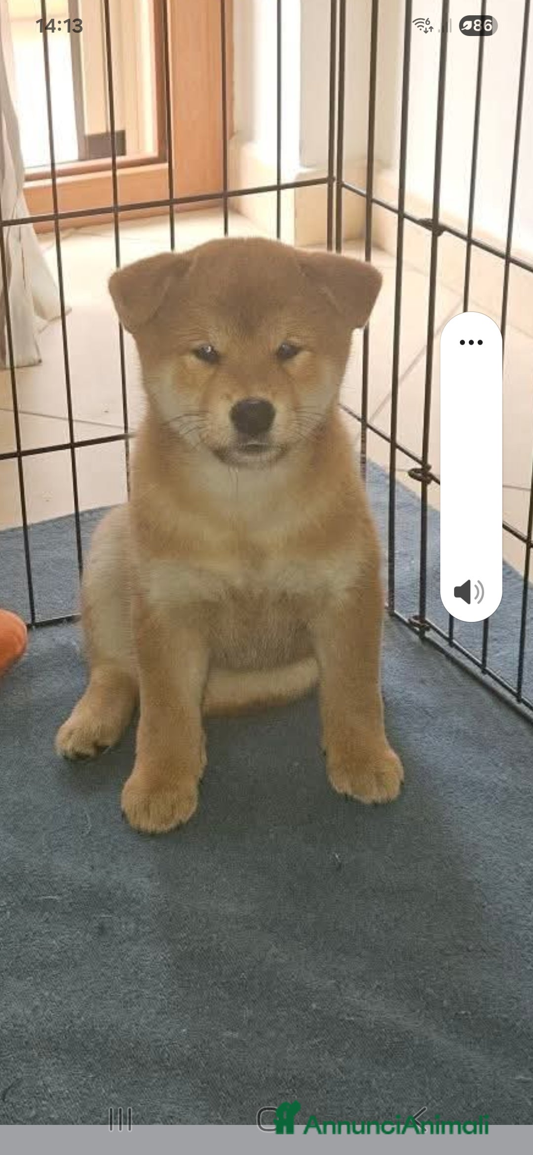 Shiba Inu cani in vendita: Cuccioli di Shiba inu - Annuncio 1