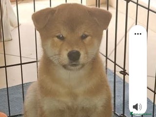 Shiba Inu cani Cuccioli di Shiba inu - Annuncio 39