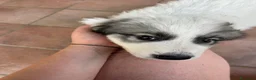 Cane da Montagna dei Pirenei cani in vendita: Sette cuccioli di Cane da Montagna dei Pirenei - Annuncio 7