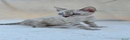 Bengala gatti in vendita: Cucciolo gatto bengala  - Annuncio 21