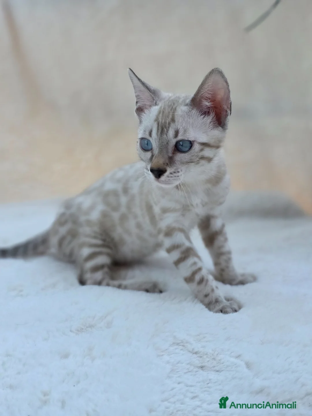 Bengala gatti in vendita: Cucciolo gatto bengala  - Annuncio 21