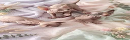 Sphynx gatti in vendita: Allevamento con affisso - Annuncio 5