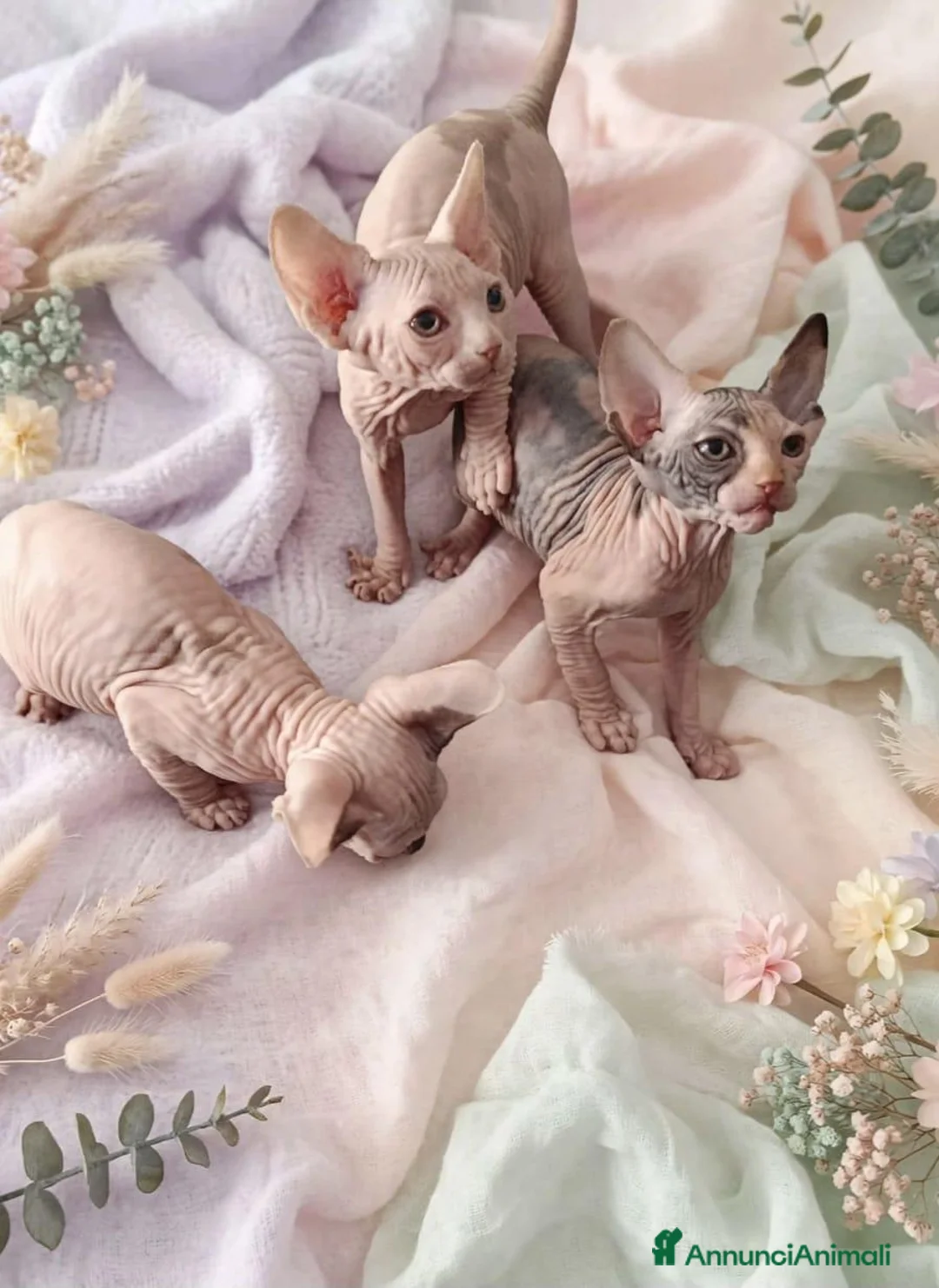 Sphynx gatti in vendita: Allevamento con affisso - Annuncio 5