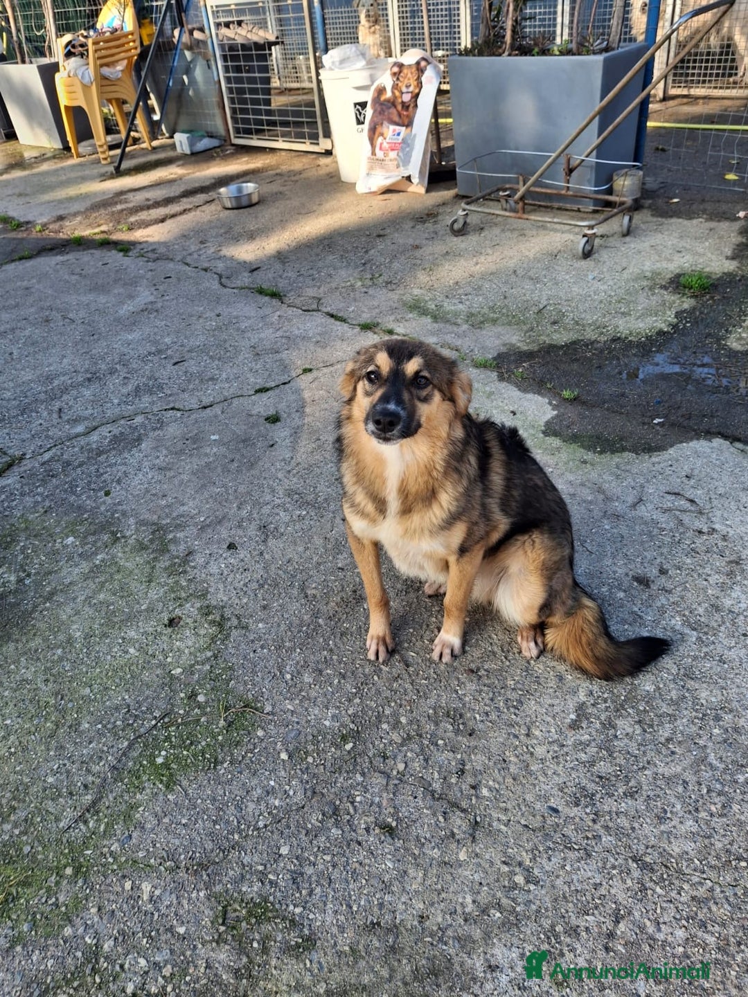 Meticcio cani in regalo: BRENDA 🩷-cucciola.La adotti?Non lasciarla nel box - Annuncio 2