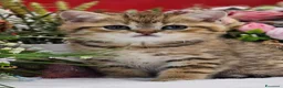 British gatti in vendita: Bellissimi cuccioli di british shorthair golden  - Annuncio 1