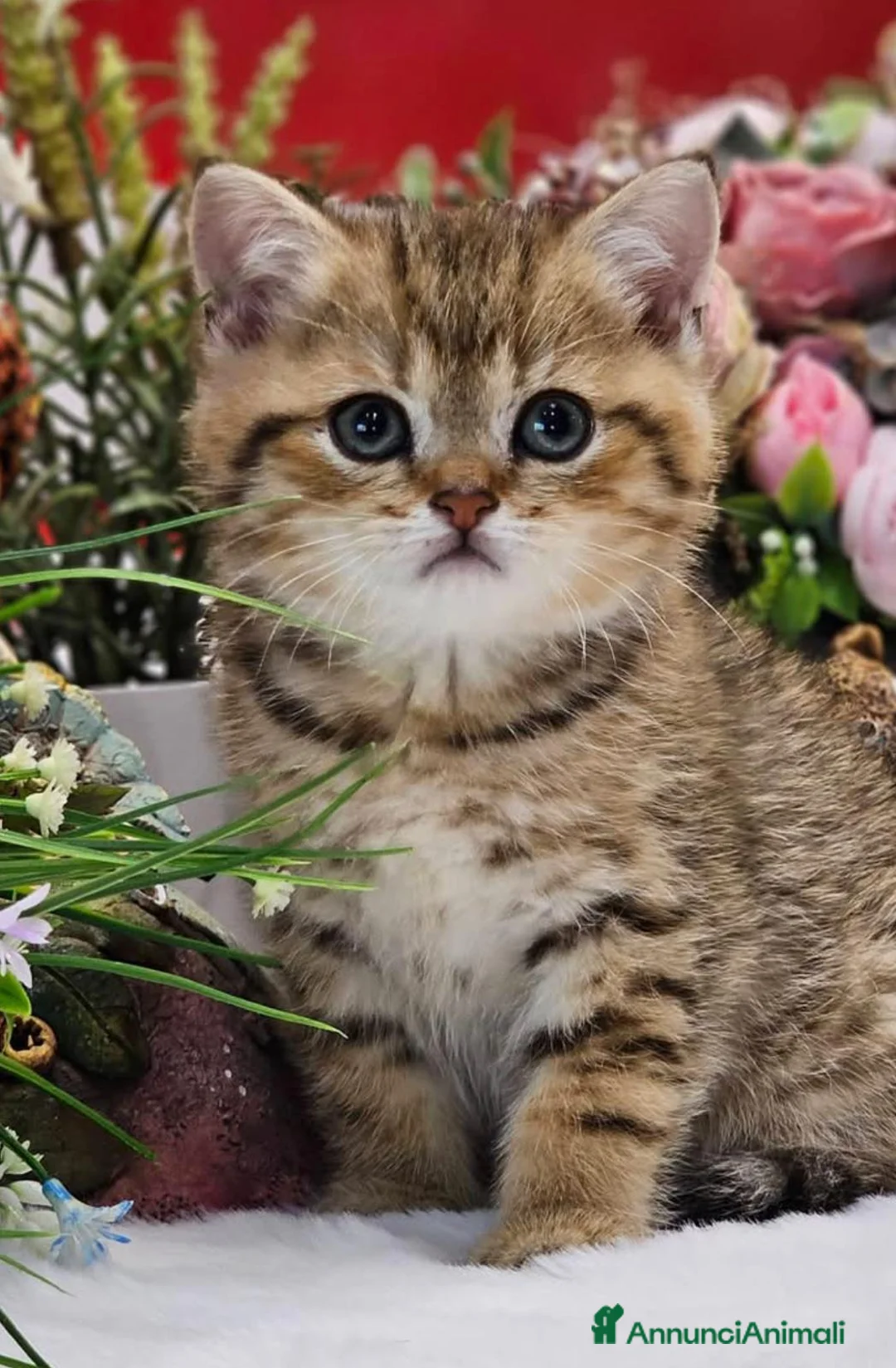 British gatti in vendita: Bellissimi cuccioli di british shorthair golden  - Annuncio 1