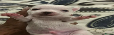 Chihuahua 1