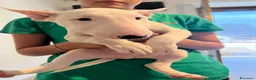 Bull Terrier cani in vendita: ‼️DISPONIBILI CUCCIOLI BULL TERRIER STANDARD ‼️ - Annuncio 7