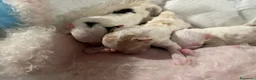 Meticcio cani in vendita: Vendo barboncini  a Città Metropolitana di Napoli - Annuncio 12