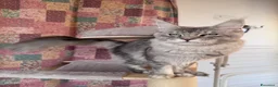 Maine Coon gatti in vendita: Splendidi cuccioli di Maine coon  - Annuncio 12