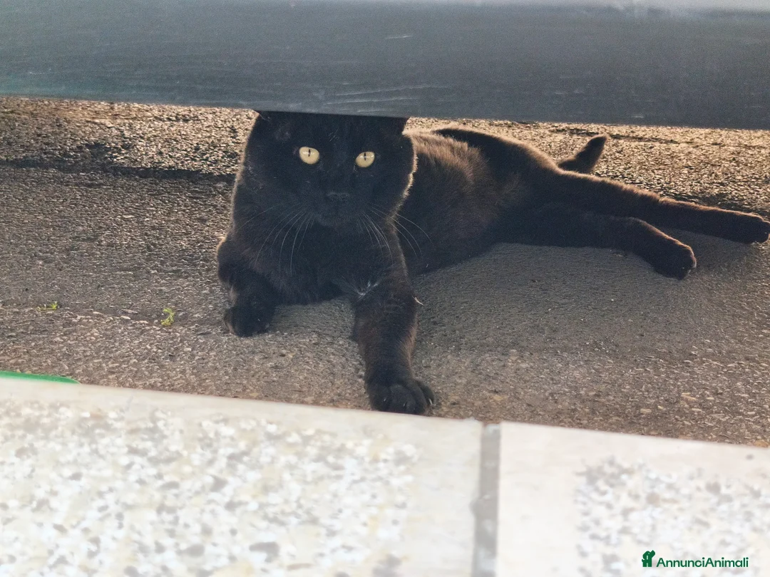 Meticcio gatti in regalo: Zac e Iris  - Annuncio 2