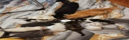 Siberiano gatti in vendita: Gatti cuccioli Siberiani - Annuncio 5