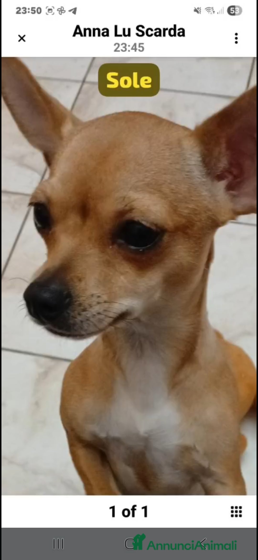 Chihuahua cani in vendita: Cuccioli di Chihuahua - Annuncio 2