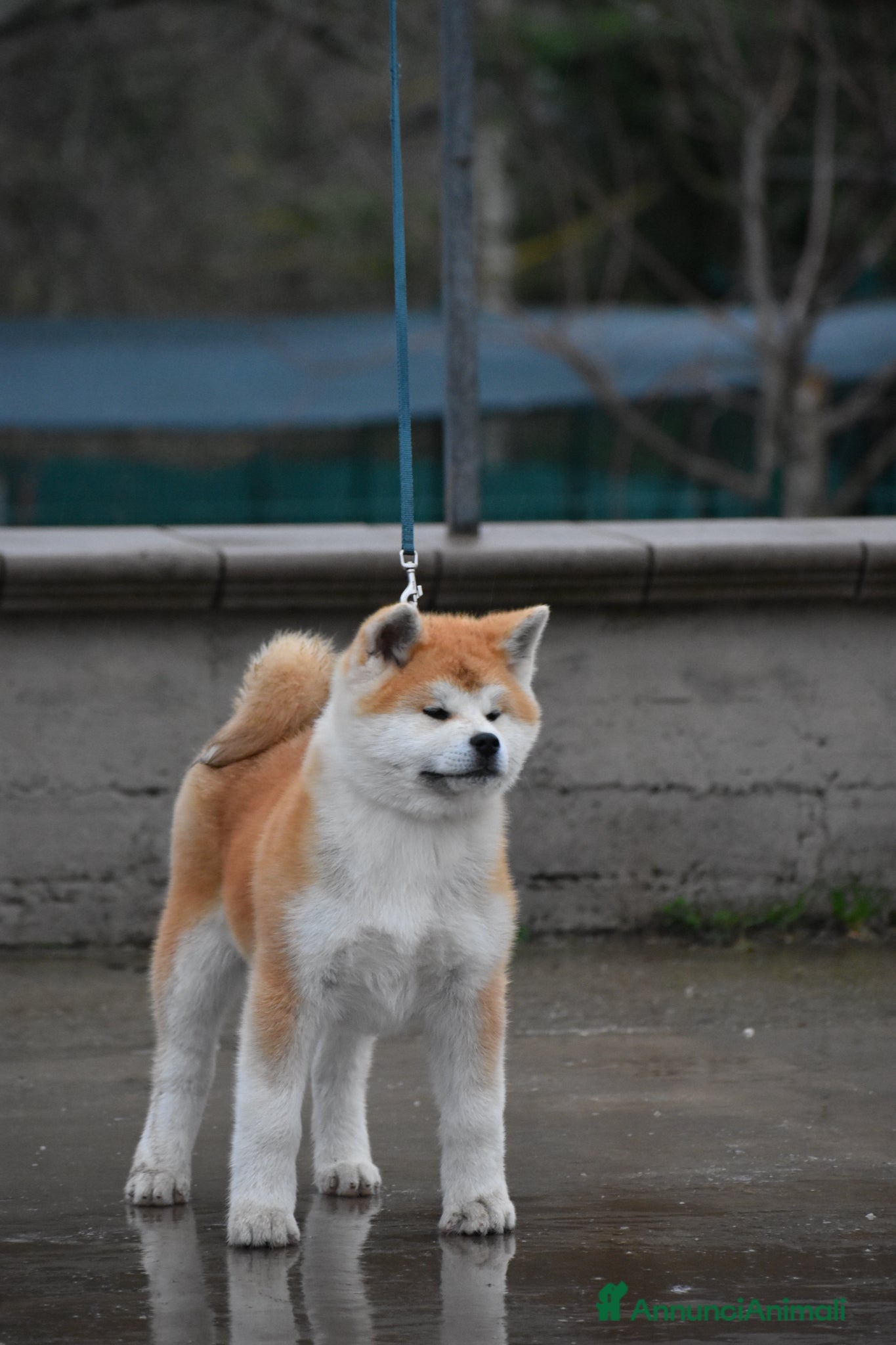 Akita Inu cani Cucciolo Akita inu (Top Selection) - Annuncio 2