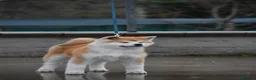 Akita Inu cani in vendita: Cucciolo Akita inu (Top Selection) a Città metropolitana di Roma Capitale - Annuncio 2