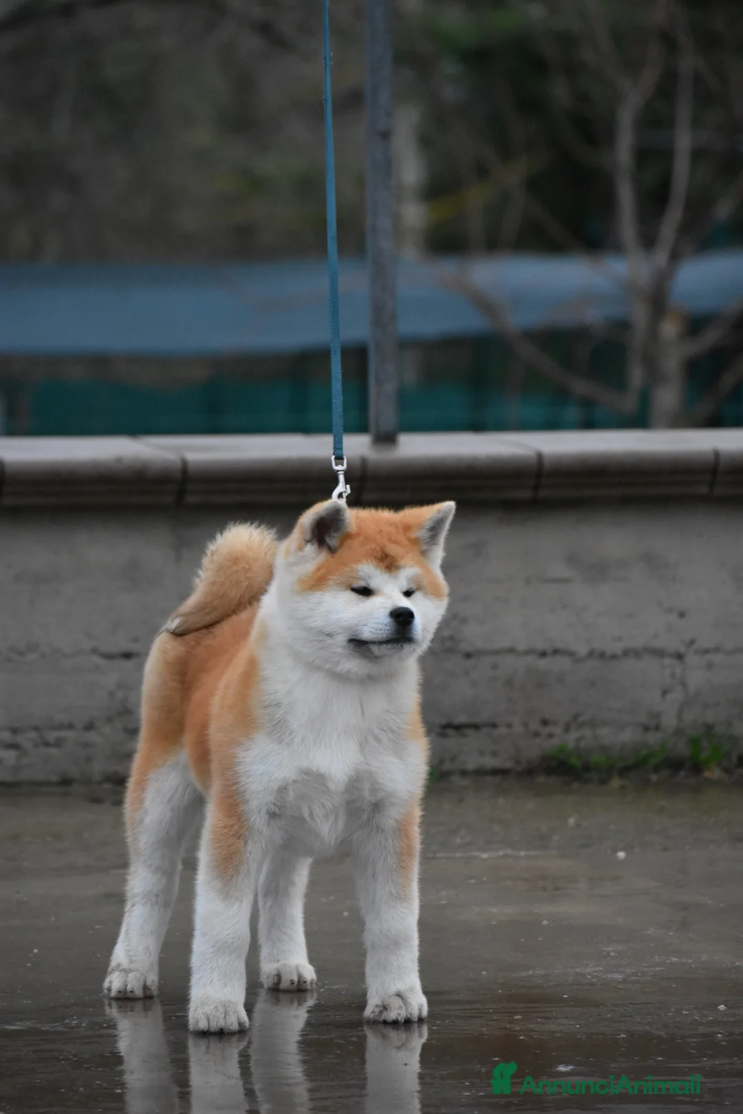 Akita Inu cani in vendita: Cucciolo Akita inu (Top Selection) a Città metropolitana di Roma Capitale - Annuncio 2