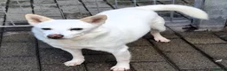 Meticcio cani in regalo: FOX CERCA CASA - Annuncio 8