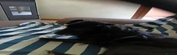Meticcio cani in regalo: Meticcio - Annuncio 2