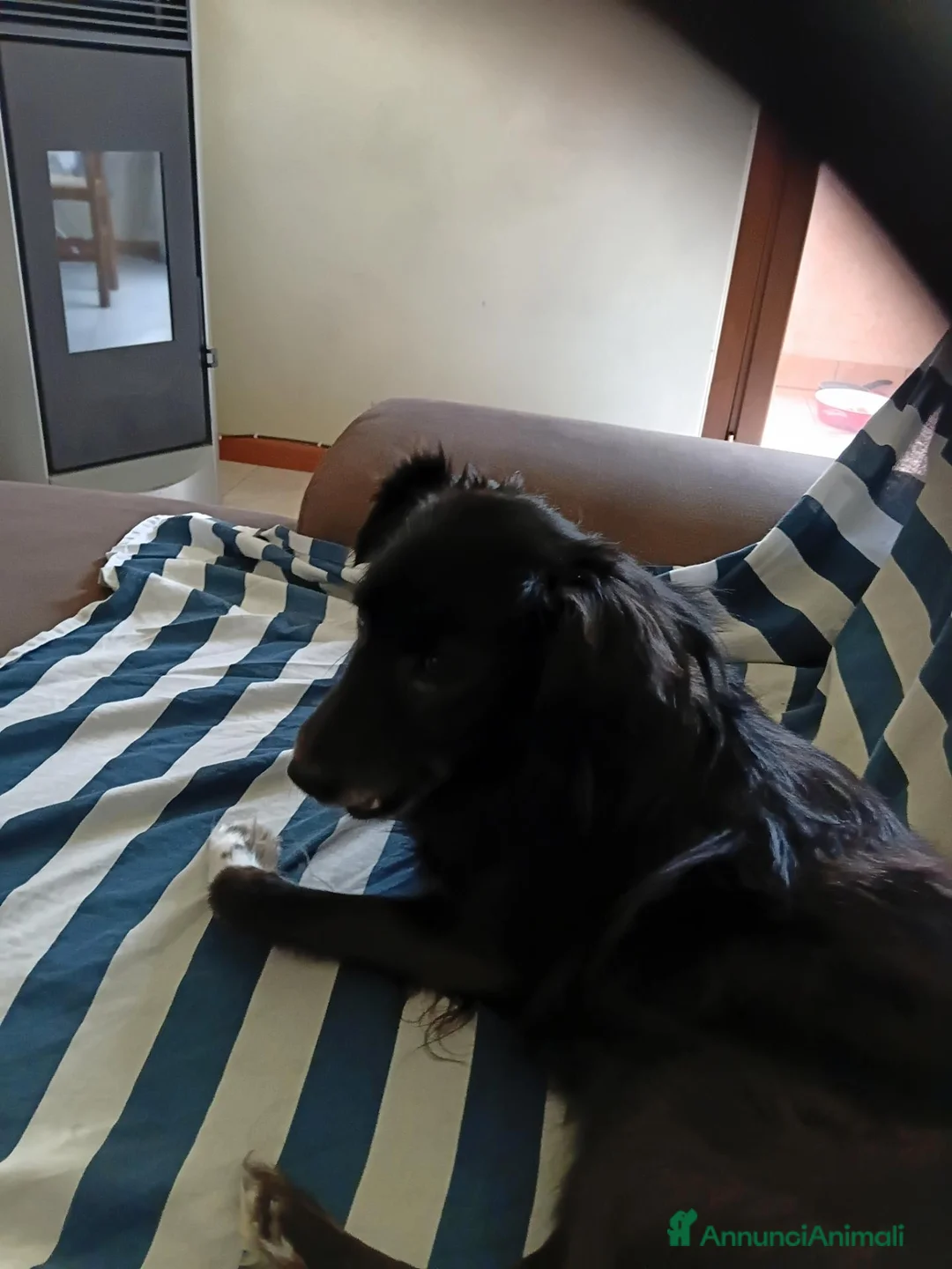 Meticcio cani in regalo: Meticcio - Annuncio 2