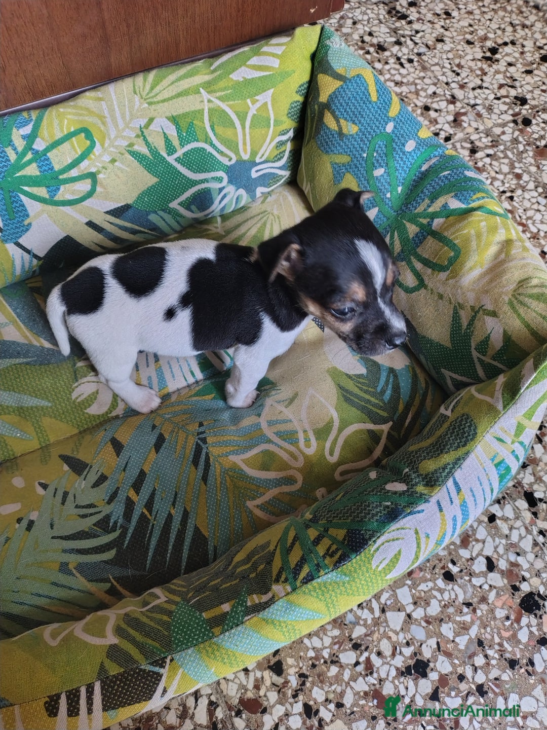 Jack Russell cani in vendita: Cuccioli jack russel  - Annuncio 6