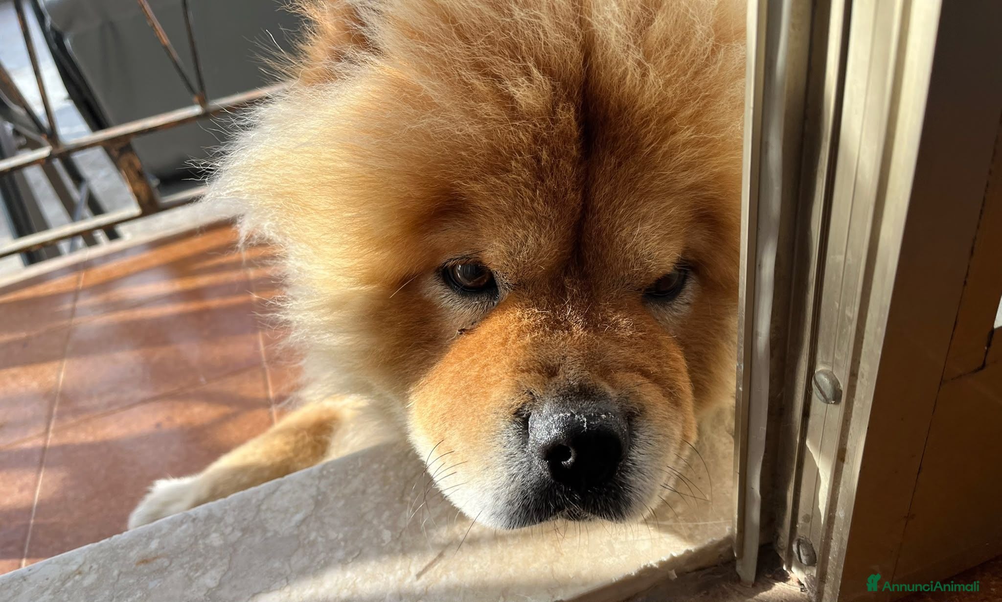 Chow Chow cani Chow chow rosso in adozione - Annuncio 9