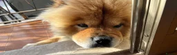 Chow Chow cani in regalo: Chow chow rosso in adozione a Libero consorzio comunale di Ragusa - Annuncio 1