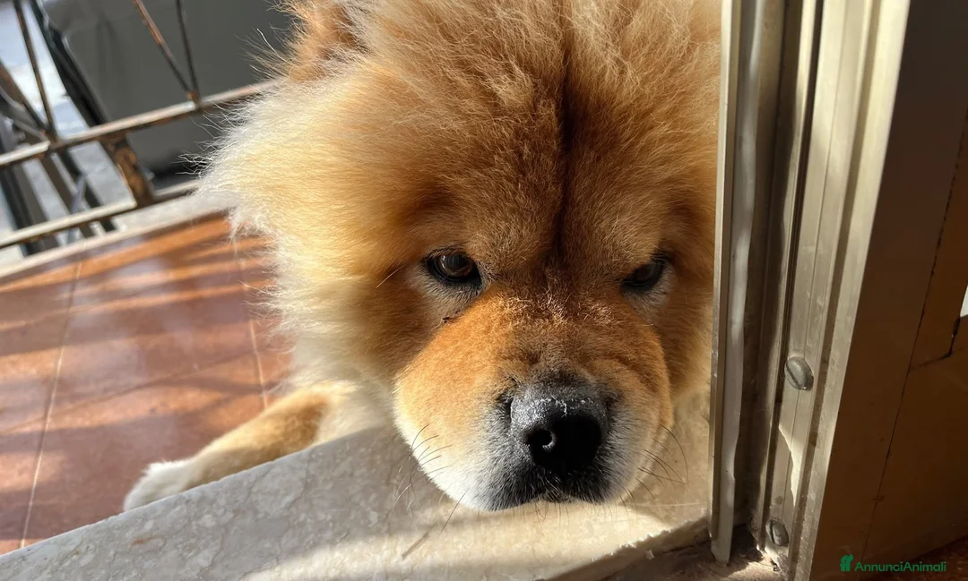 Chow Chow cani in regalo: Chow chow rosso in adozione a Libero consorzio comunale di Ragusa - Annuncio 1