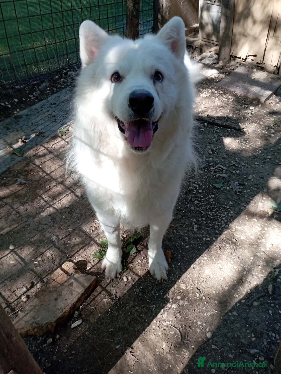 Meticcio cani in regalo: 3 anni, carattere splendido, bello e simpatico  - Annuncio 7