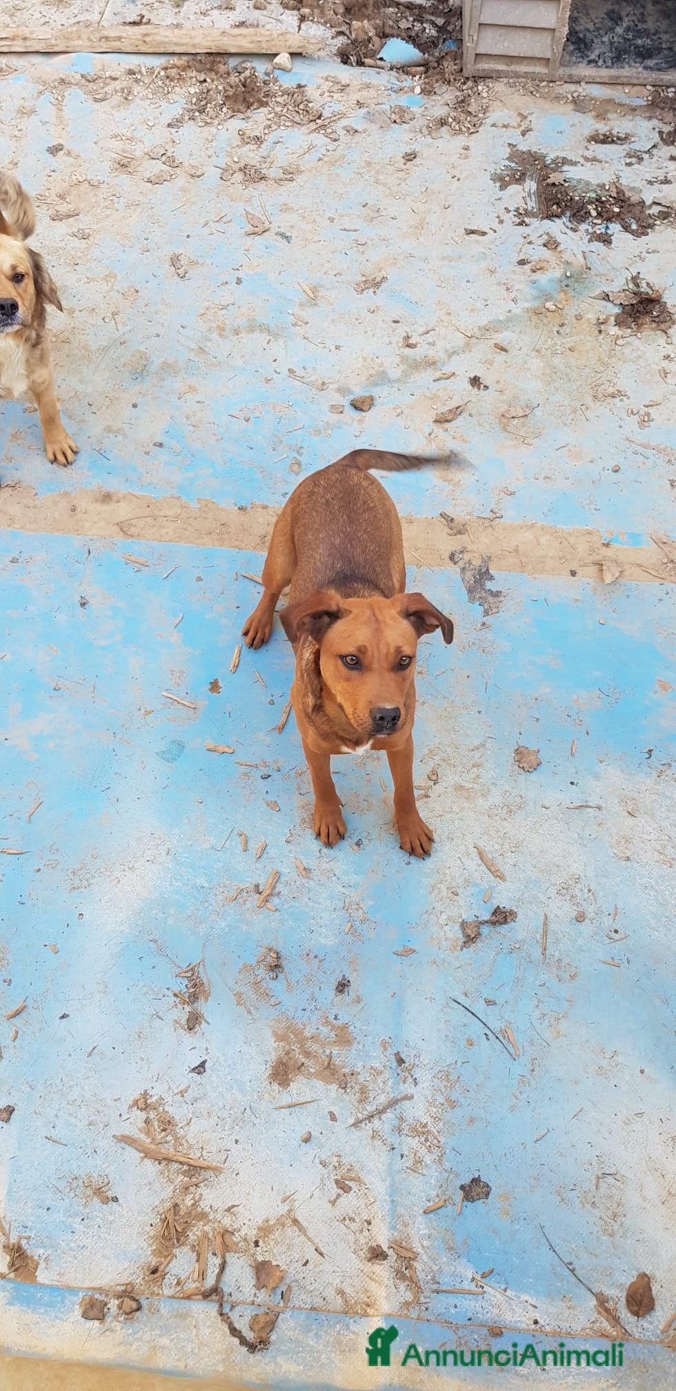 Meticcio cani in regalo: Ultima femminuccia zona Teramo  - Annuncio 1