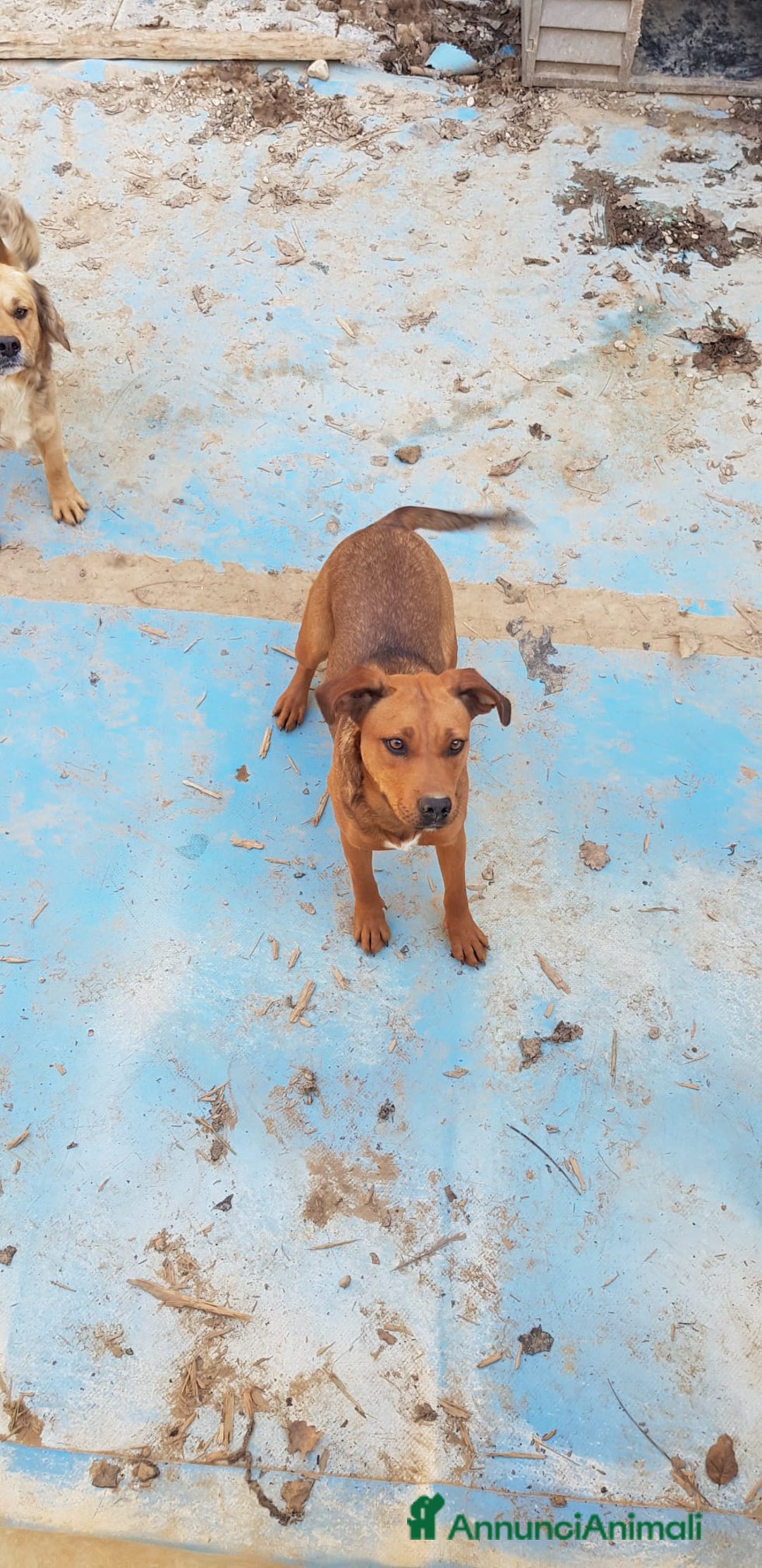 Meticcio cani in regalo: Ultima femminuccia zona Teramo  - Annuncio 1