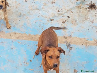 Meticcio cani in regalo: Ultima femminuccia zona Teramo - Annuncio 1