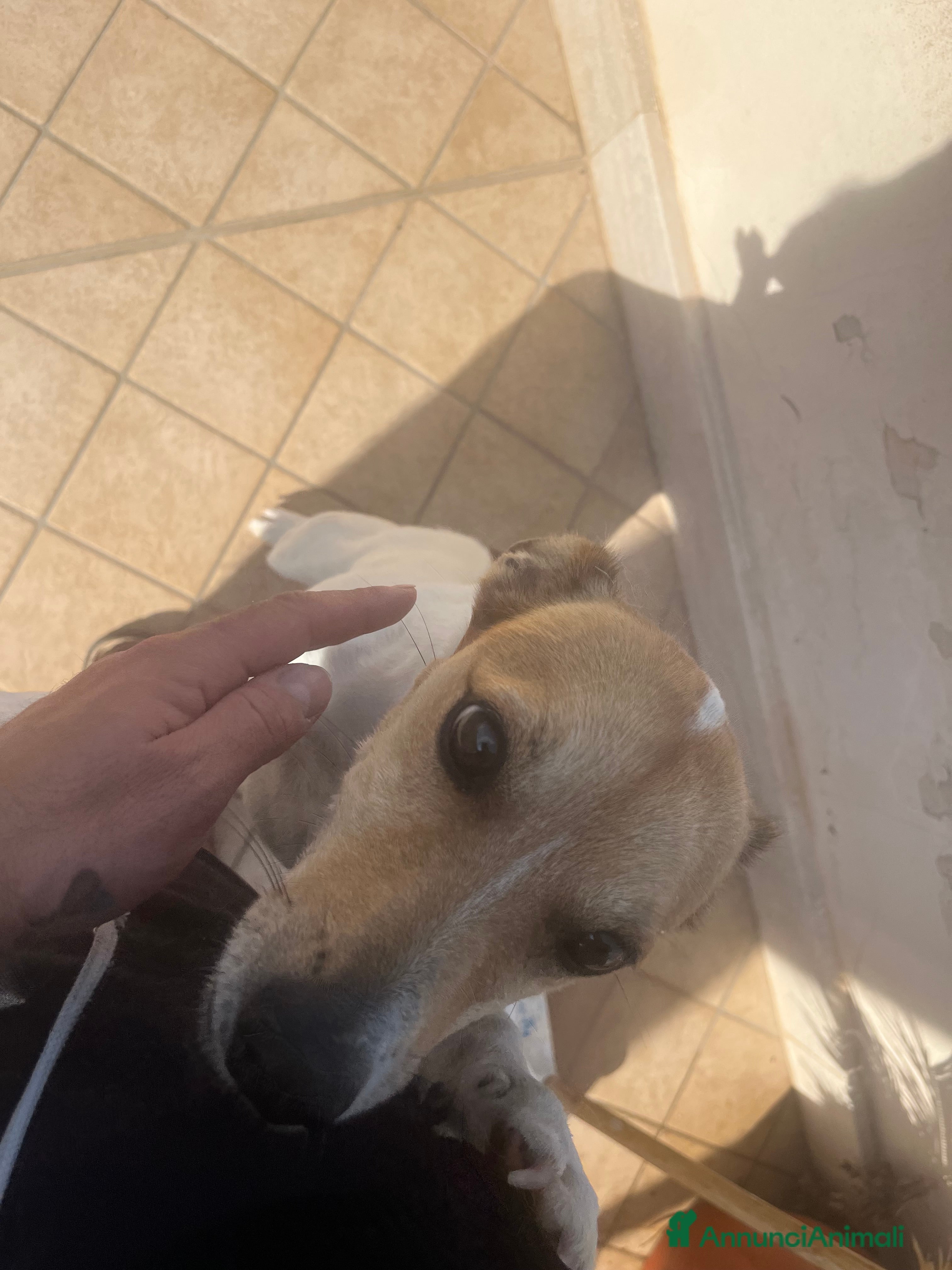 Jack Russell cani Jack russel - Annuncio 4