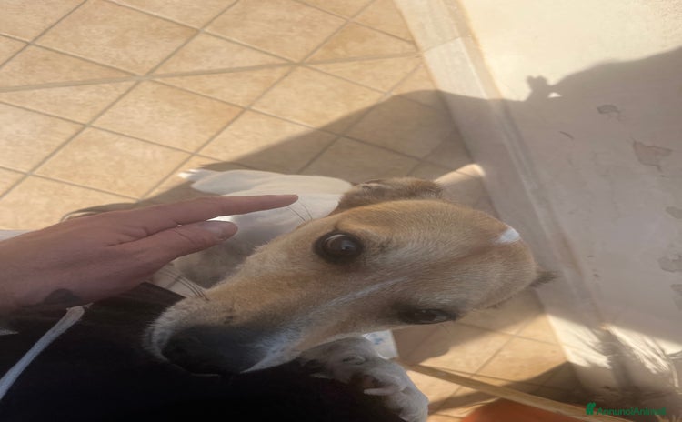 Jack Russell cani - Annuncio 2