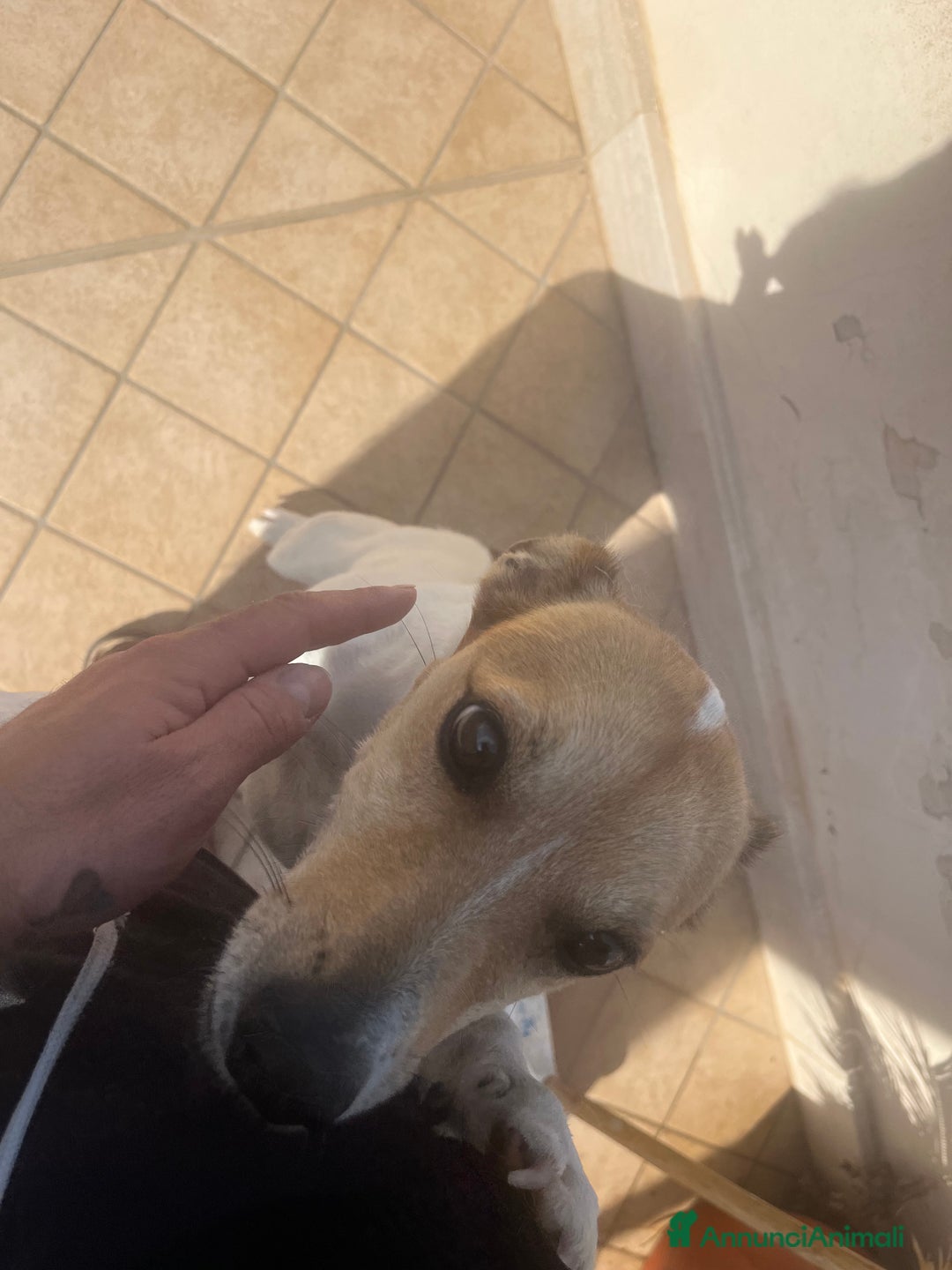 Jack Russell cani in regalo: Jack russel - Annuncio 1