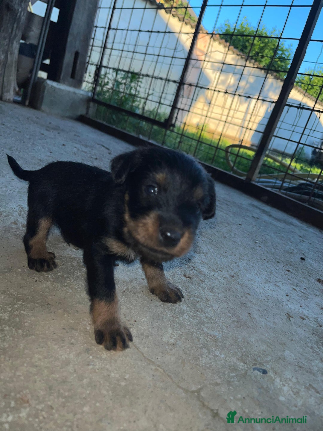 Jagdterrier cani in vendita: Jadgterrier  a Provincia di Pavia - Immagine 8