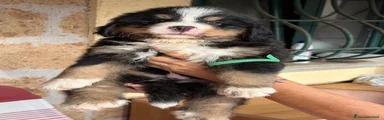 Bovaro del Bernese 3