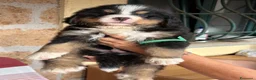 Bovaro del Bernese cani in vendita: Cuccioli di Bovaro del Bernese a Provincia di Viterbo - Annuncio 8