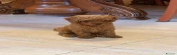 Barboncino Toy cani in vendita: Barbocini Toy colore red a Provincia di Viterbo - Annuncio 2