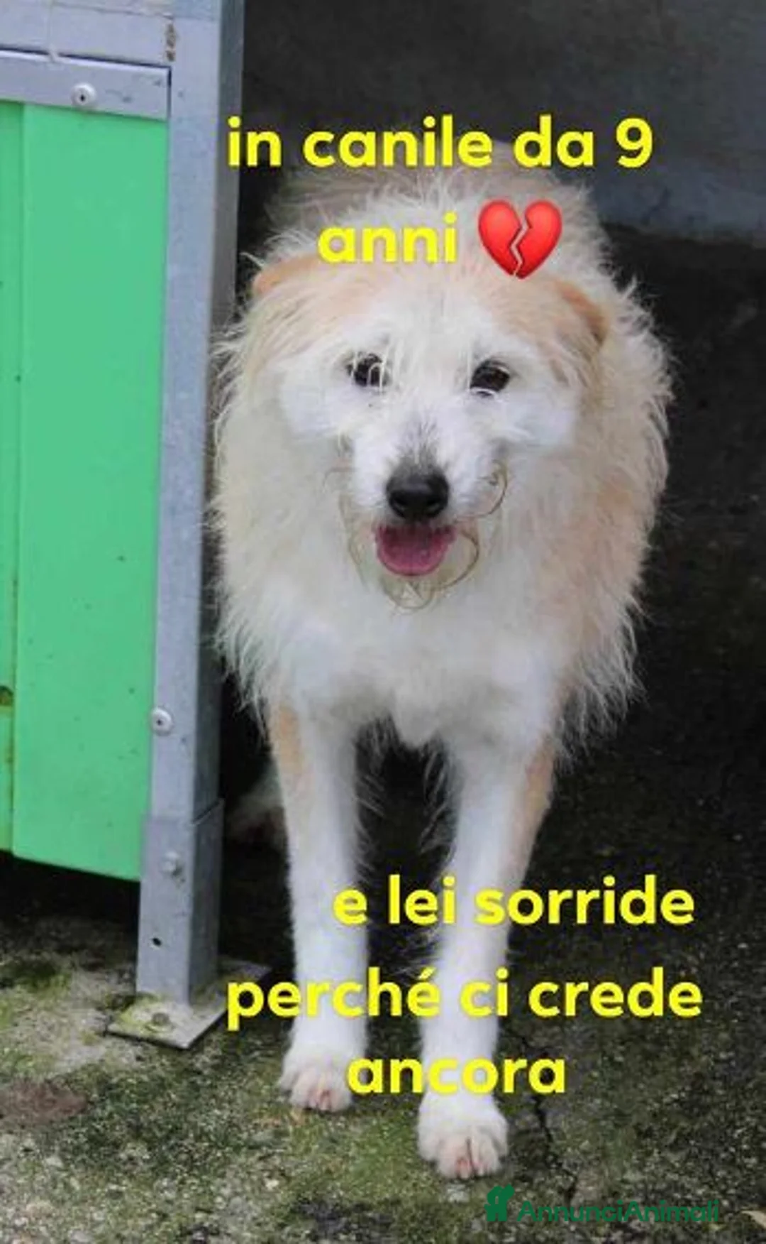 Meticcio cani in regalo: TRUDY ti sorride e spera - Annuncio 1